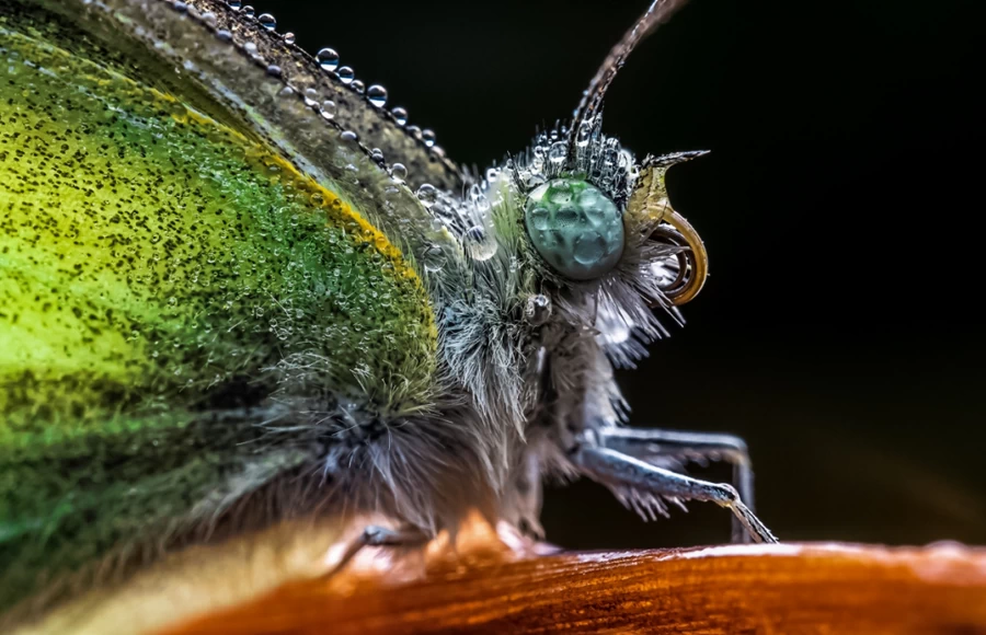 Laowa 65mm f/2.8 2x Ultra Macro APO Lens by  in  - EC MALL