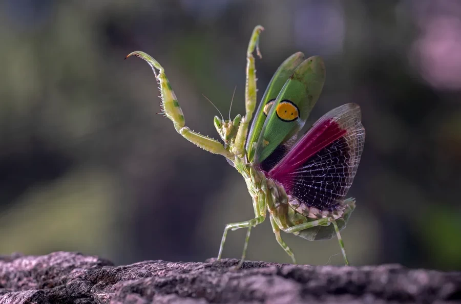 Laowa 65mm f/2.8 2x Ultra Macro APO Lens by  in  - EC MALL