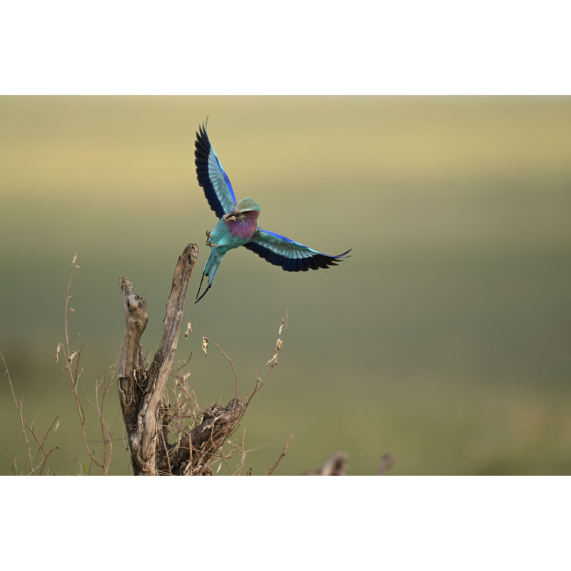 Nikon NIKKOR Z 400mm f/2.8 TC VR S Lens by  in  - EC MALL