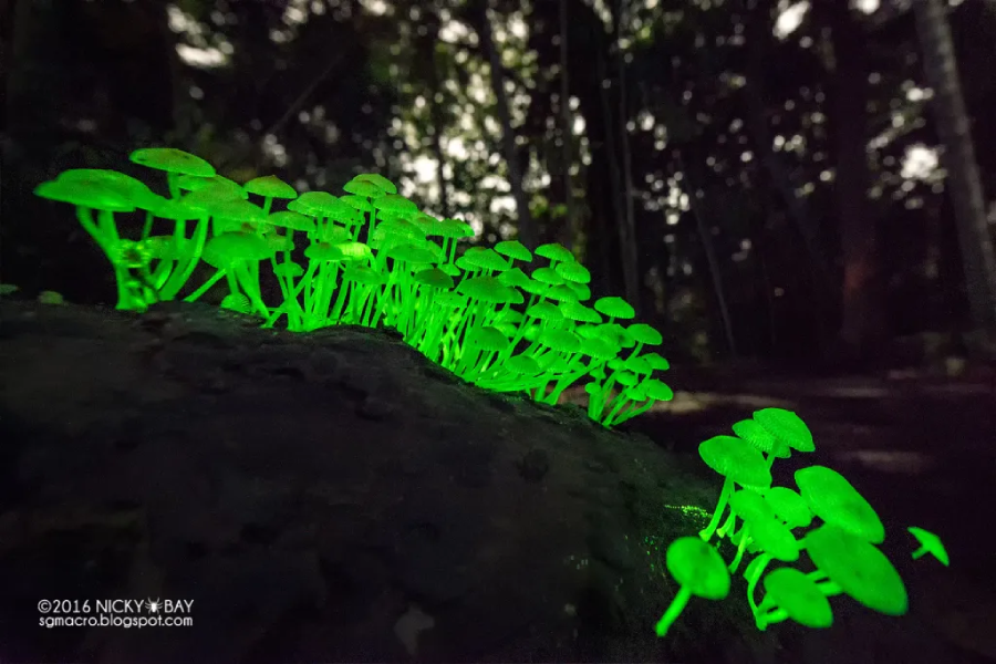 Laowa 12mm f/2.8 Zero-D by  in  - EC MALL