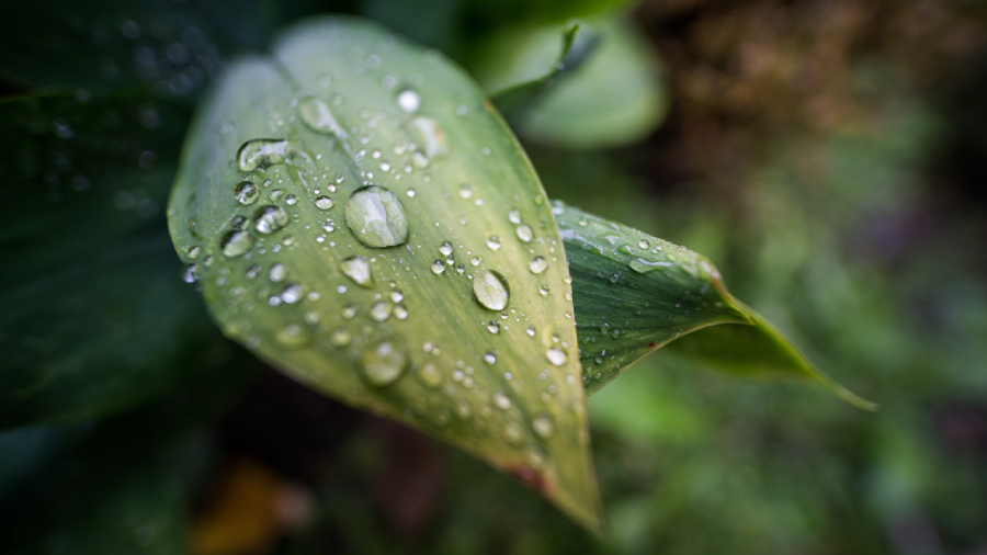 Laowa 15mm f/2 Zero-D by  in  - EC MALL