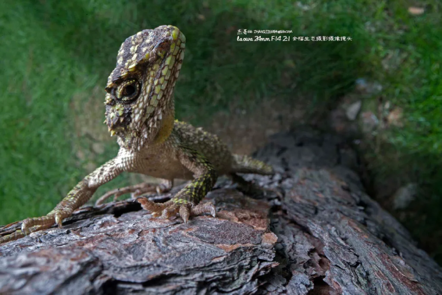 Laowa 24mm f/14 2X Macro Probe (Cinema) by  in  - EC MALL