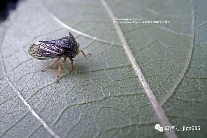 Laowa 24mm f/14 2X Macro Probe (Cinema) by  in  - EC MALL