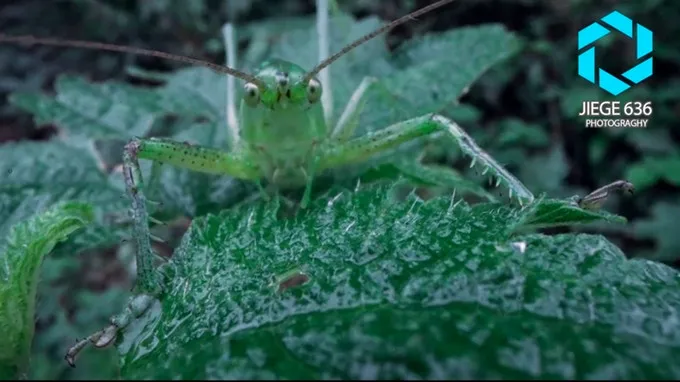 Laowa 24mm f/14 2X Macro Probe (Cinema) by in - EC MALL