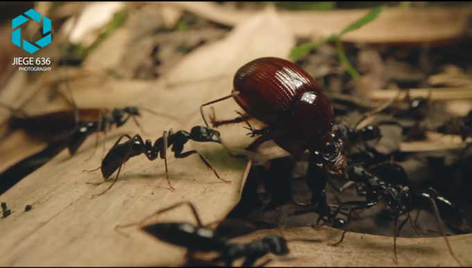 Laowa 24mm f/14 2X Macro Probe (Cinema) by in - EC MALL