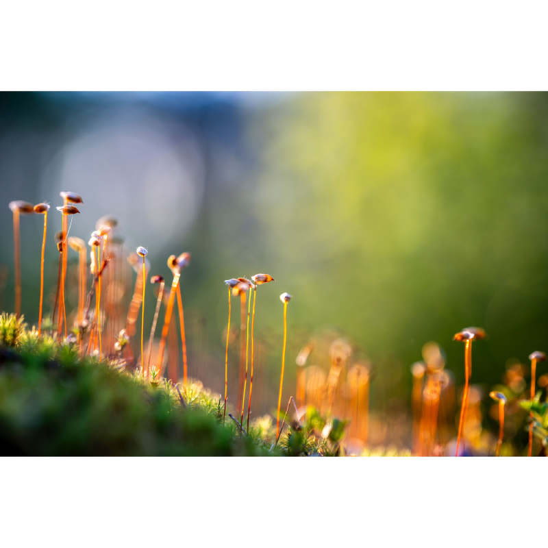 Nikon NIKKOR Z 135mm f/1.8 S Plena Lens by  in  - EC MALL