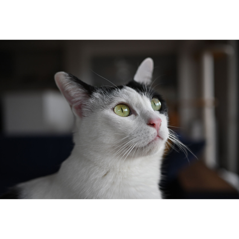 Nikon NIKKOR Z DX 24mm f/1.7 Lens by  in  - EC MALL