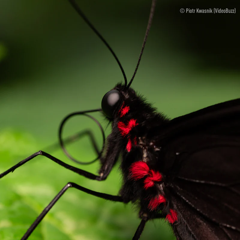 Panasonic Lumix S 100mm f/2.8 Macro Lens by  in  - EC MALL