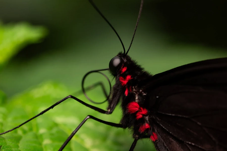 Panasonic Lumix S 100mm f/2.8 Macro Lens by  in  - EC MALL