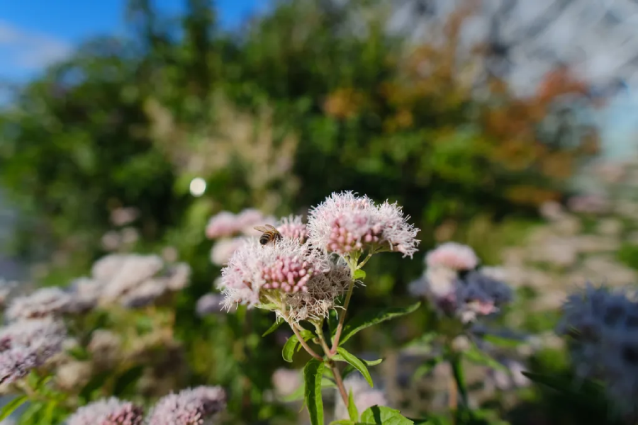 Samyang AF 12mm f/2 For Fujifilm X-Mount by  in  - EC MALL