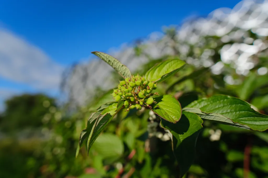 Samyang AF 12mm f/2 For Fujifilm X-Mount by  in  - EC MALL