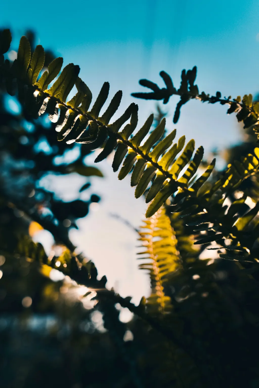 Samyang AF 12mm f/2 For Fujifilm X-Mount by  in  - EC MALL