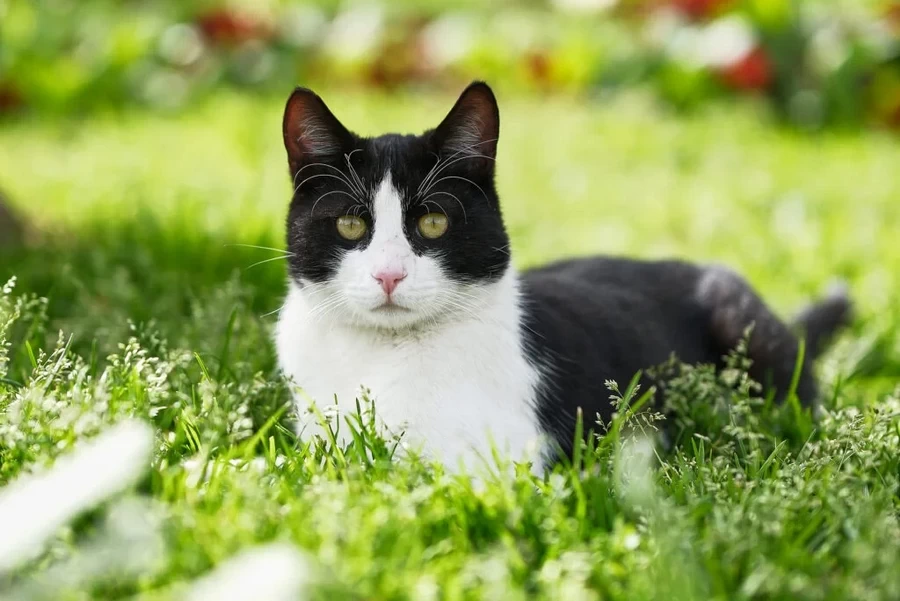 Fujifilm X-T50 Mirrorless Camera by  in  - EC MALL