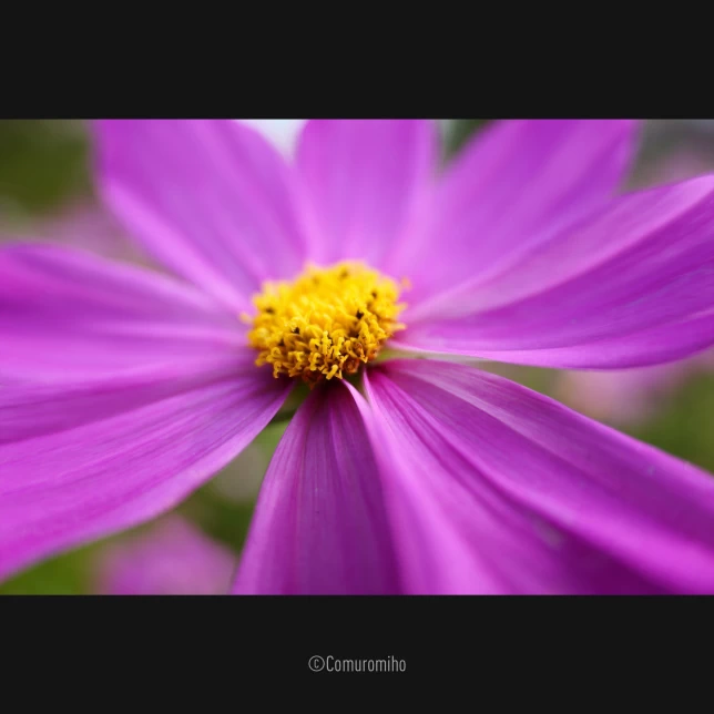 Panasonic Lumix S 28-200mm f/4-7.1 MACRO O.I.S. Lens by  in  - EC MALL