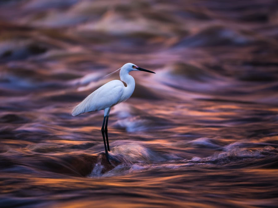 Fujifilm GFX 100S II Medium Format Mirrorless Camera by  in  - EC MALL