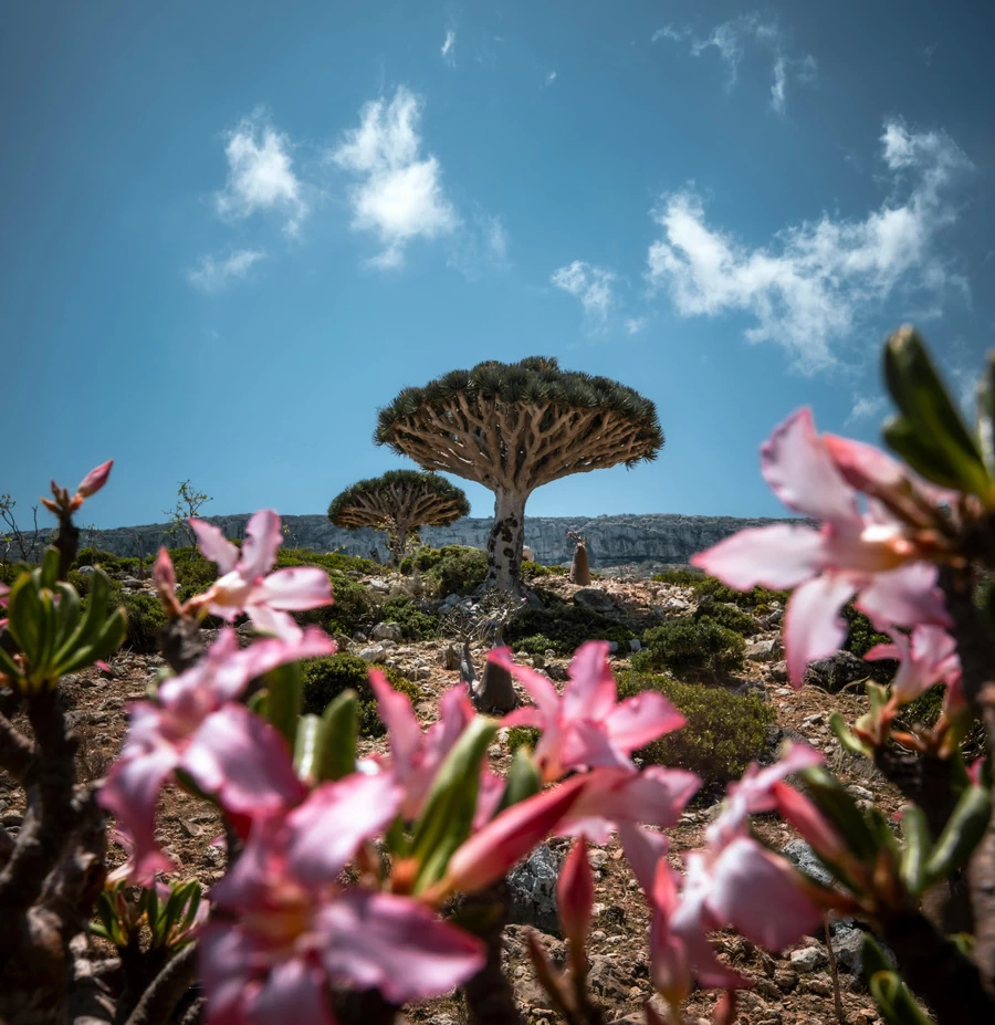 Fujifilm GFX 100S II Medium Format Mirrorless Camera by  in  - EC MALL