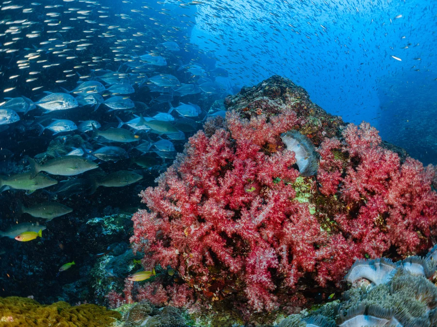 Fujifilm GFX 100S II Medium Format Mirrorless Camera by  in  - EC MALL