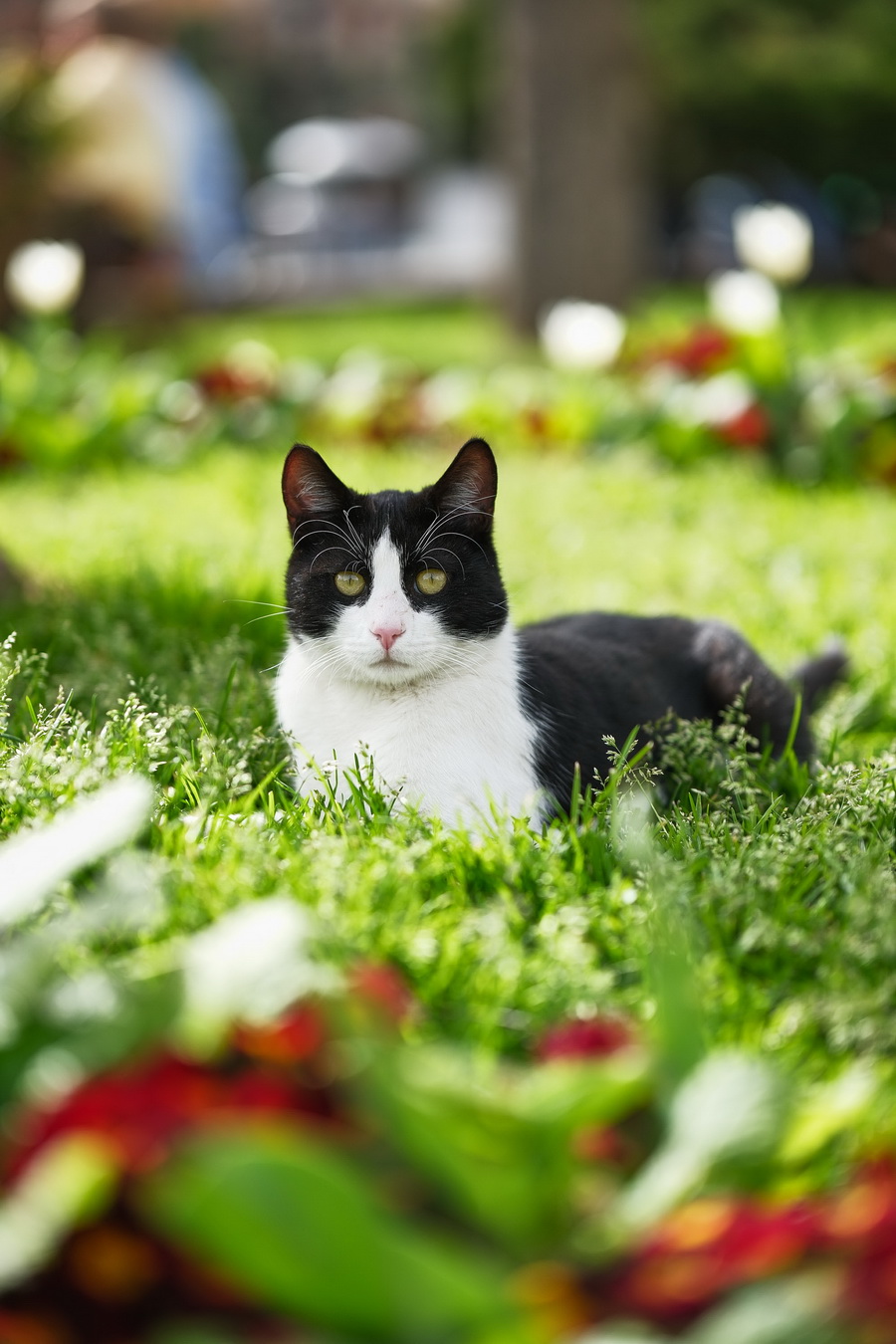 Fujifilm X-T50 Mirrorless Camera by  in  - EC MALL