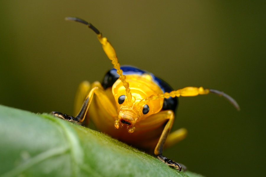 Fujifilm X-T50 Mirrorless Camera by  in  - EC MALL