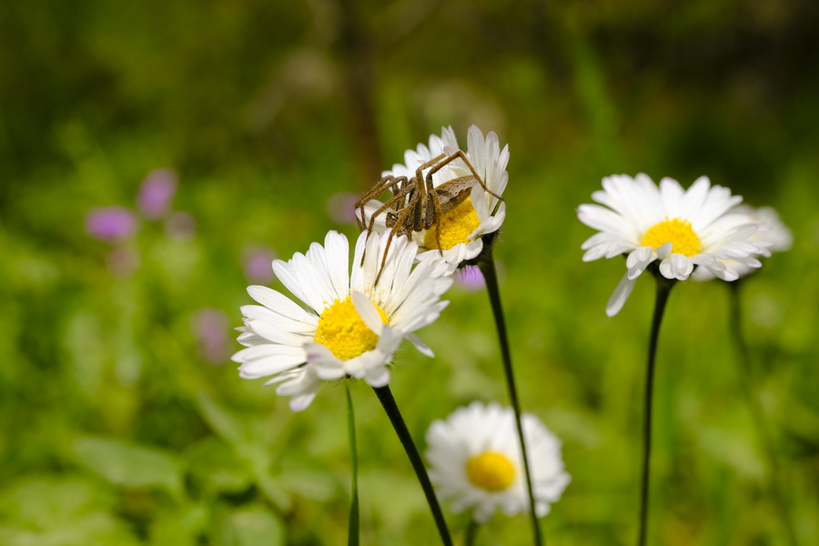 Fujifilm X-T50 Mirrorless Camera by  in  - EC MALL