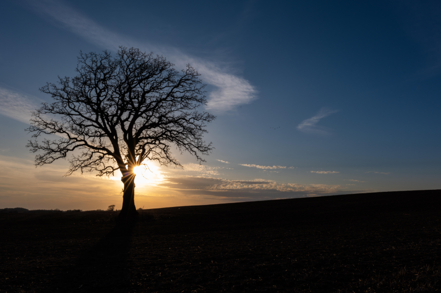 Sigma 24-70mm f/2.8 DG DN II Art Lens by  in  - EC MALL