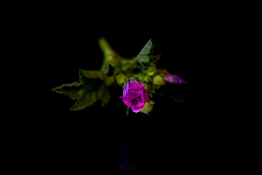 Tokina atx-i 100mm f/2.8 FF Macro Plus Lens by  in  - EC MALL