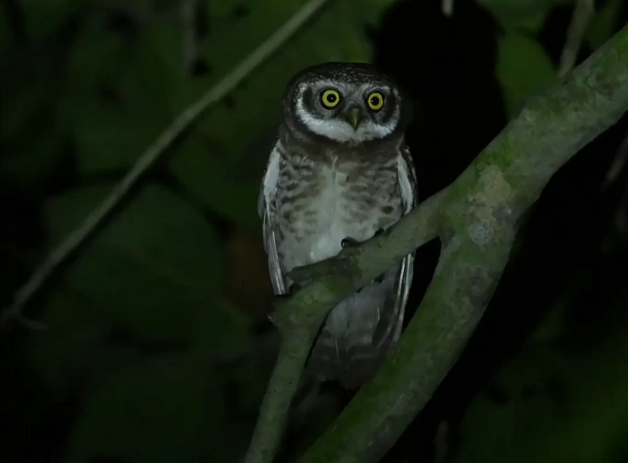 Nikon Z6 III Mirrorless Camera by  in  - EC MALL