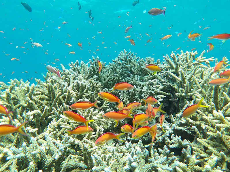 Pentax WG-1000 Digital Camera by  in  - EC MALL