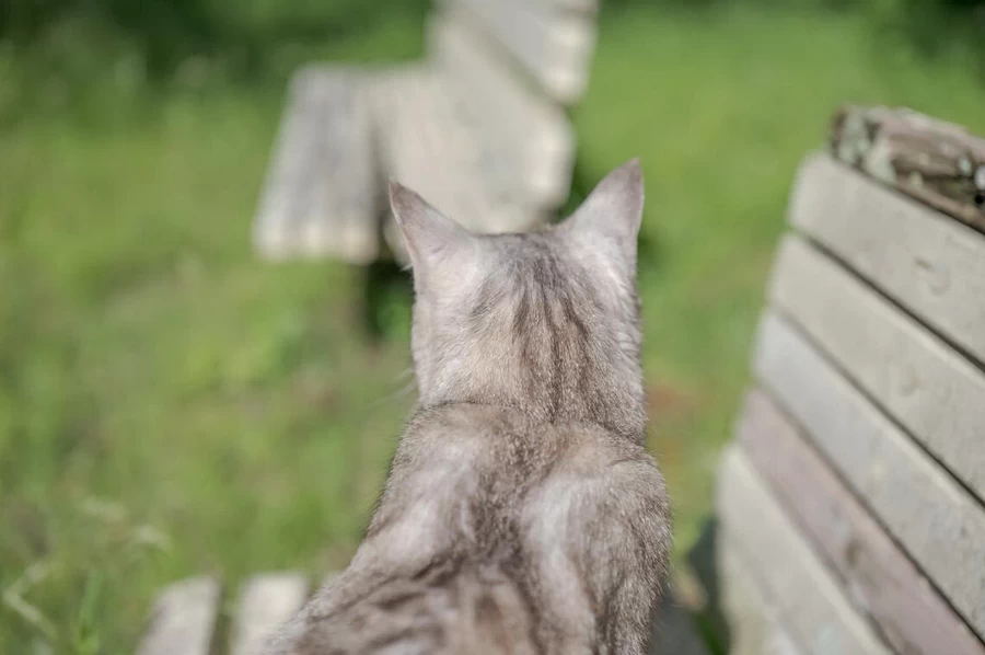 Sigma 28-45mm f/1.8 DG DN (A) Lens by  in  - EC MALL