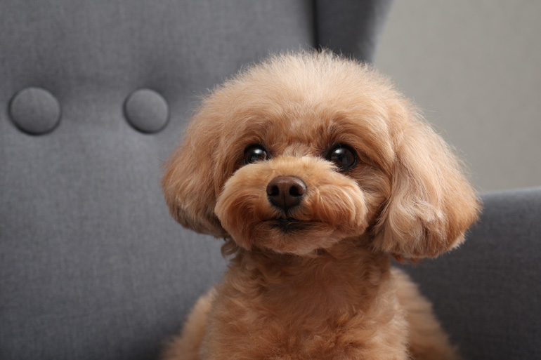 Canon RF-S 18-45mm f/4.5-6.3 IS STM Lens by  in  - EC MALL