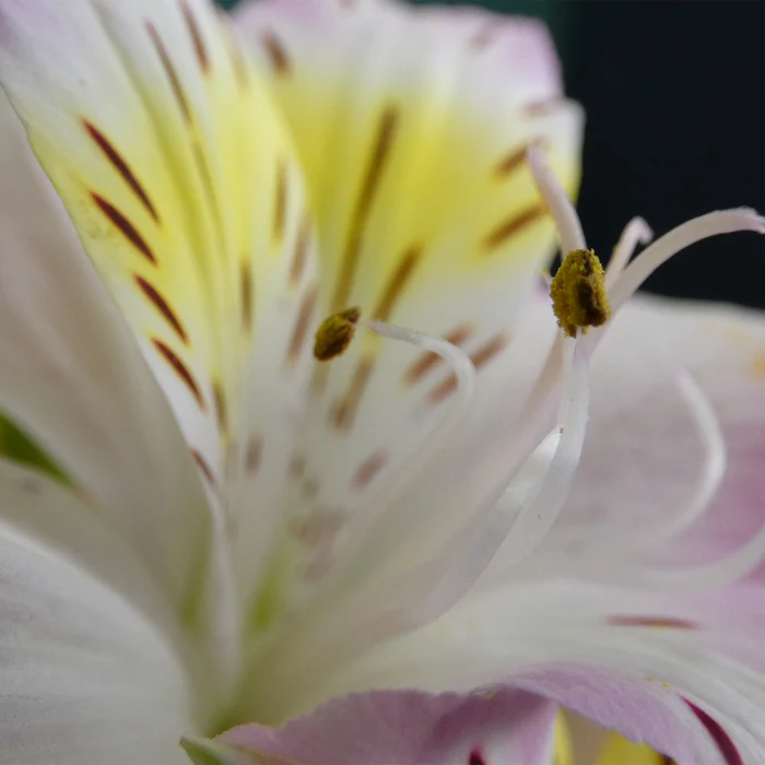 Panasonic Lumix FZ80D Digital Camera by  in  - EC MALL