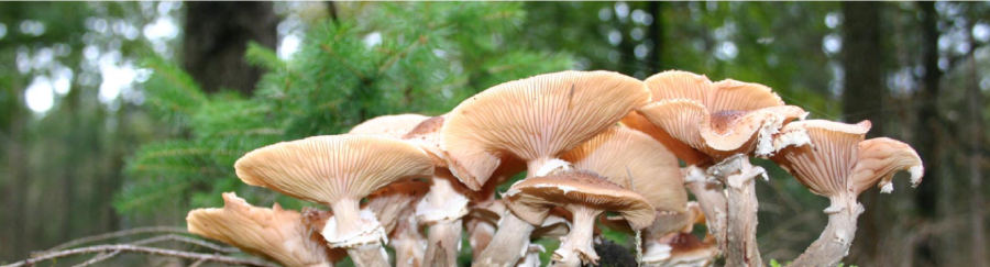 Kodak Pixpro FZ55 Digital Camera by  in  - EC MALL