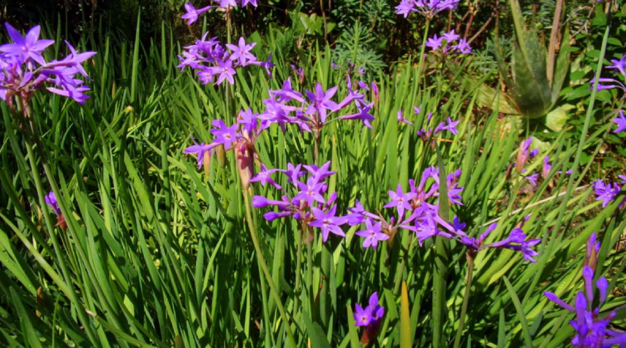 Kodak Pixpro FZ55 Digital Camera by  in  - EC MALL