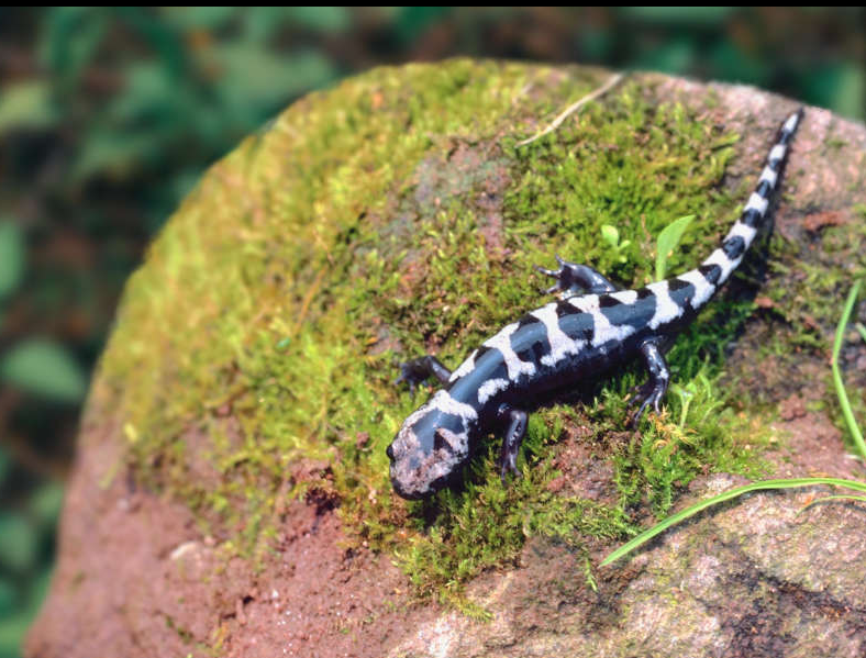 Kodak Pixpro WPZ2 Digital Camera by  in  - EC MALL