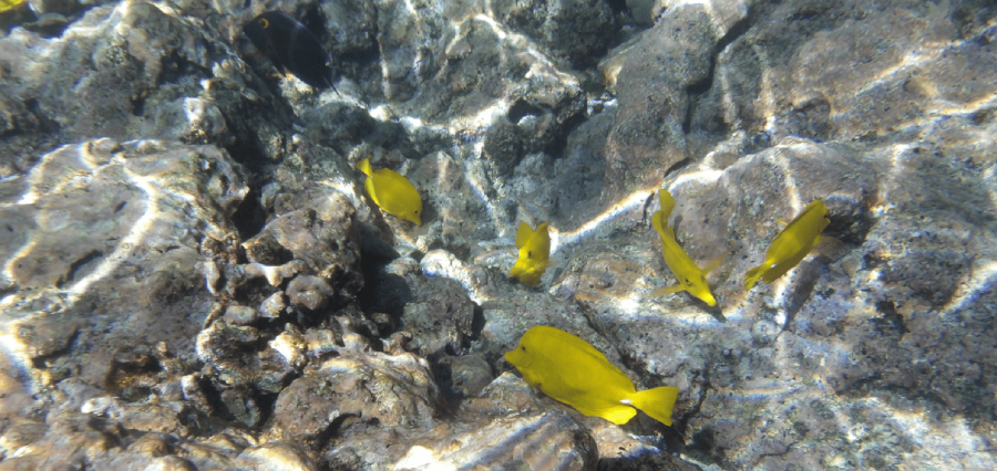 Kodak Pixpro WPZ2 Digital Camera by  in  - EC MALL