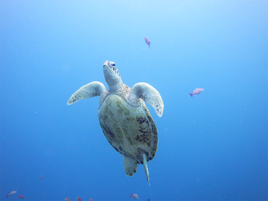 Pentax WG-90 Water Proof Digital Camera by  in  - EC MALL