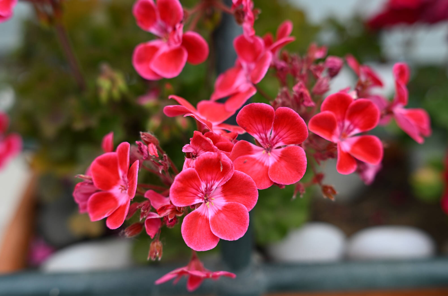 Nikon NIKKOR Z 50mm f/1.4 Lens by  in  - EC MALL