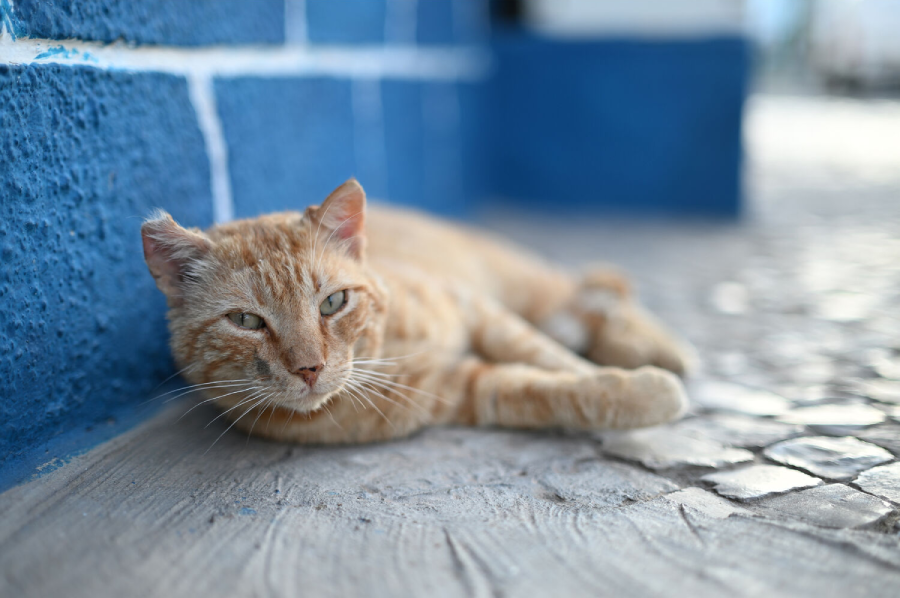 Nikon NIKKOR Z 50mm f/1.4 Lens by  in  - EC MALL