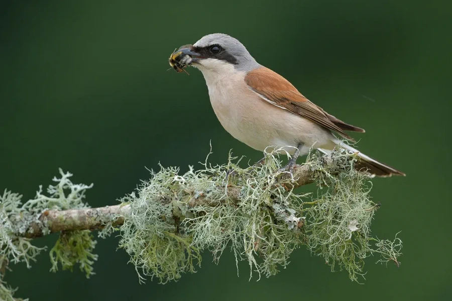 Fujifilm Fujinon XF 500mm f/5.6 R LM OIS WR Lens by  in  - EC MALL