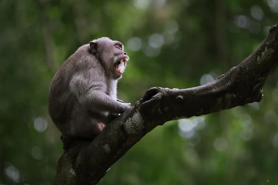 Fujifilm Fujinon XF 500mm f/5.6 R LM OIS WR Lens by  in  - EC MALL