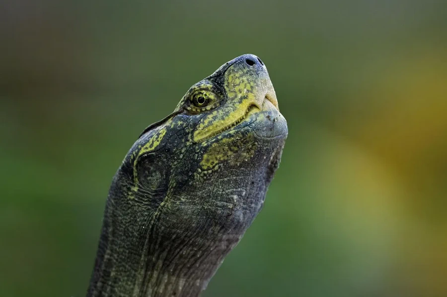 Fujifilm Fujinon XF 500mm f/5.6 R LM OIS WR Lens by  in  - EC MALL