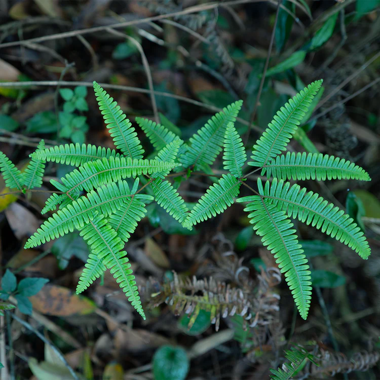 Viltrox AF 40mm f/2.5 Full-Frame Lens For Nikon Z-Mount by  in  - EC MALL