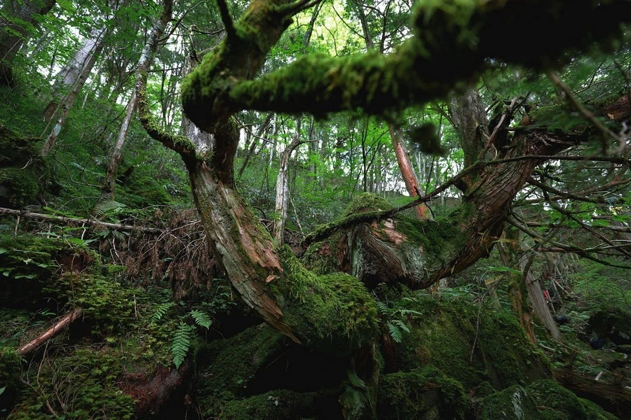 Canon RF 16-28mm f/2.8 IS STM Lens by  in  - EC MALL