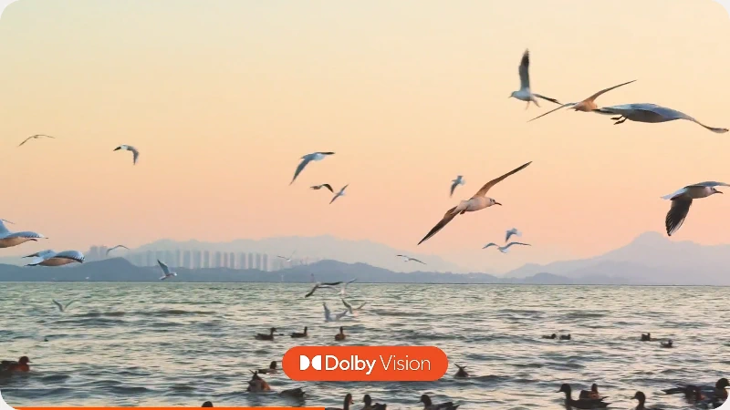 Insta360 Flow 2 Pro Creator by  in  - EC MALL