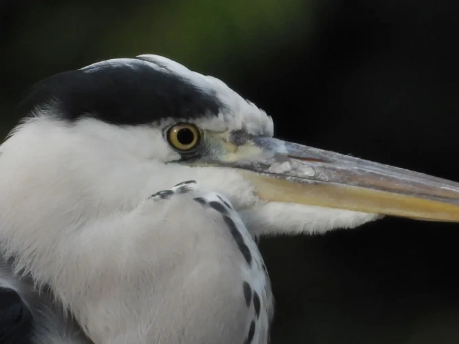 Nikon COOLPIX P1100 by  in  - EC MALL