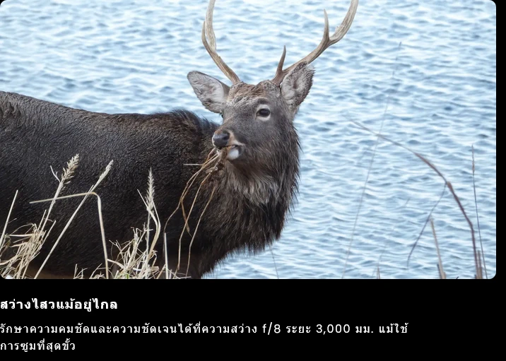 Nikon COOLPIX P1100 by  in  - EC MALL