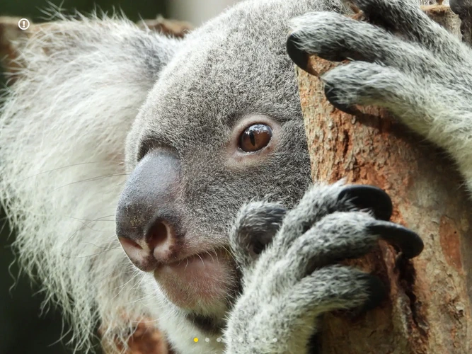 Nikon COOLPIX P1100 by  in  - EC MALL