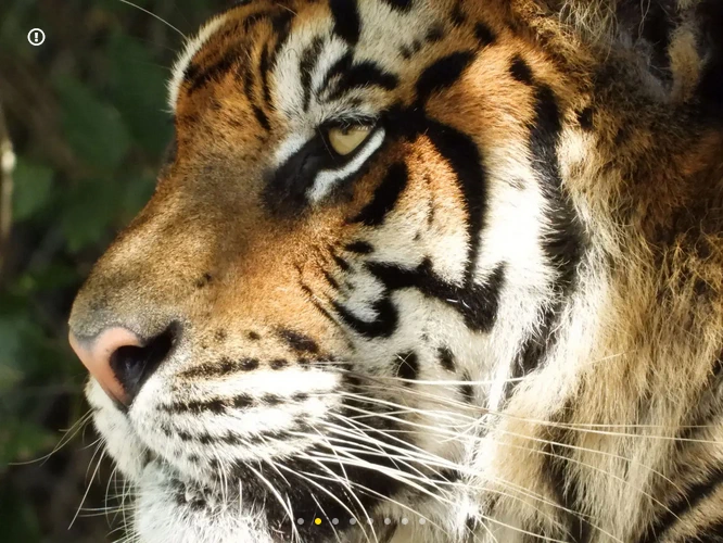 Nikon COOLPIX P1100 by  in  - EC MALL