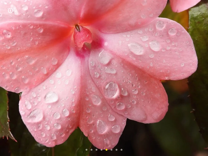 Nikon COOLPIX P1100 by  in  - EC MALL