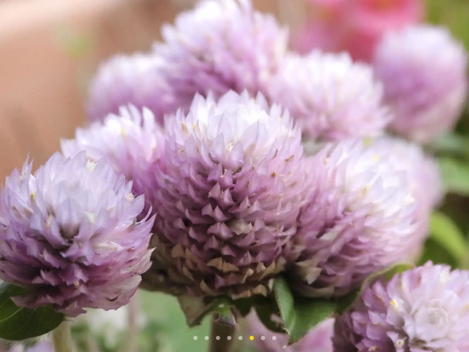 Nikon COOLPIX P1100 by  in  - EC MALL